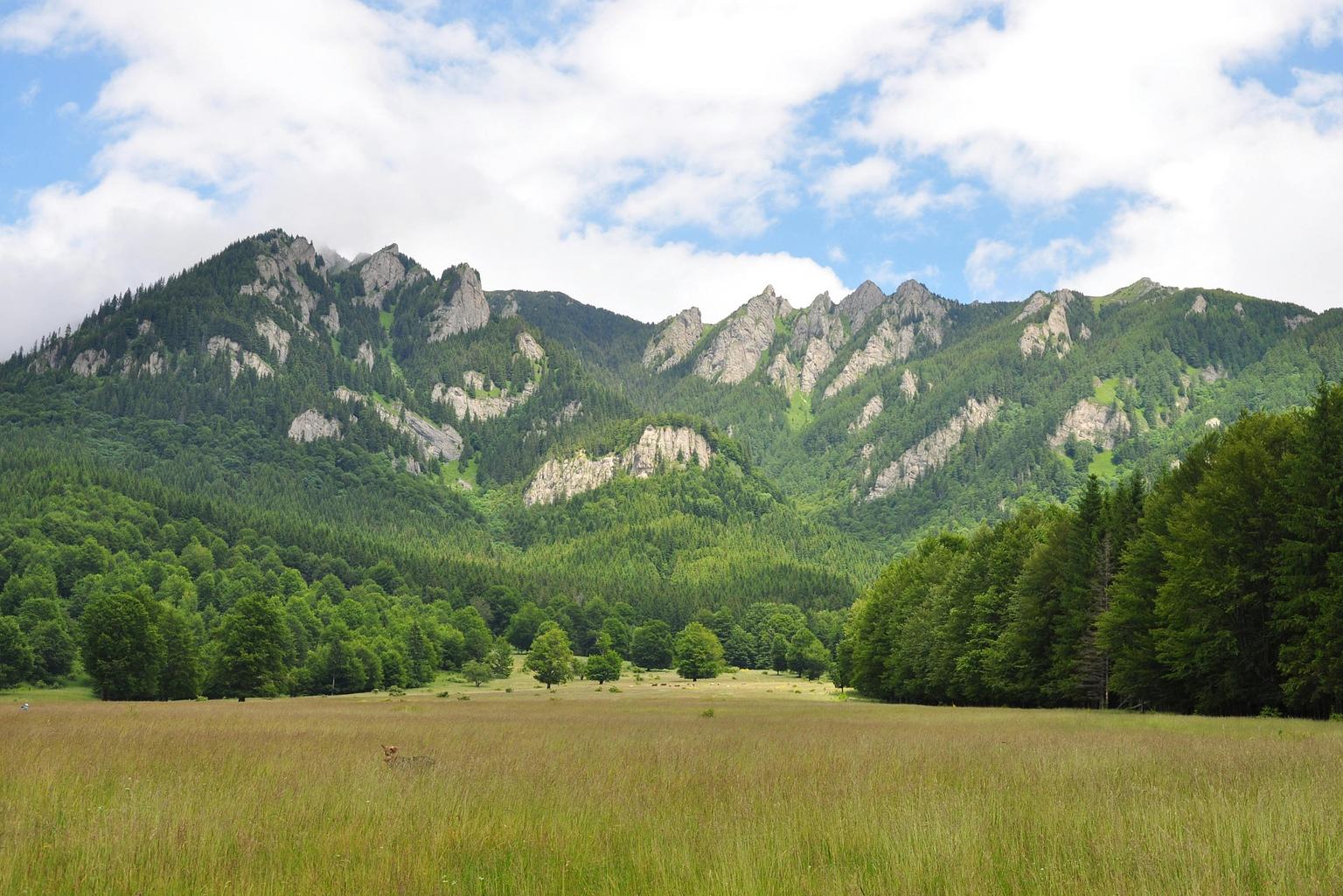 Piatra Craiului National Park photo | Source: Canva free