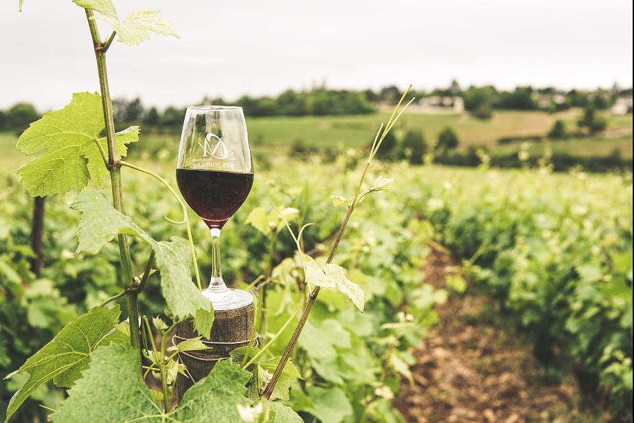Danube vineyards photo | Source: Canva free